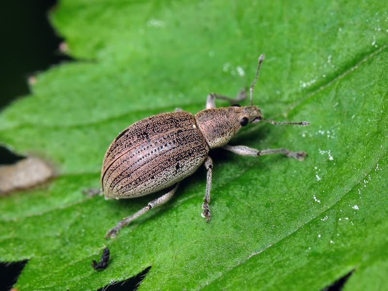 Sciaphobus squalidus (Gyllenhal, 1834)
